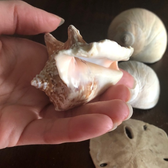 💜 Assorted Seashell Collection - Picture 8 of 15